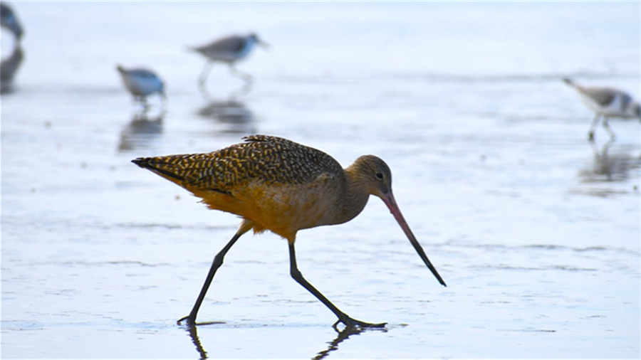 句号怎么打在电脑上